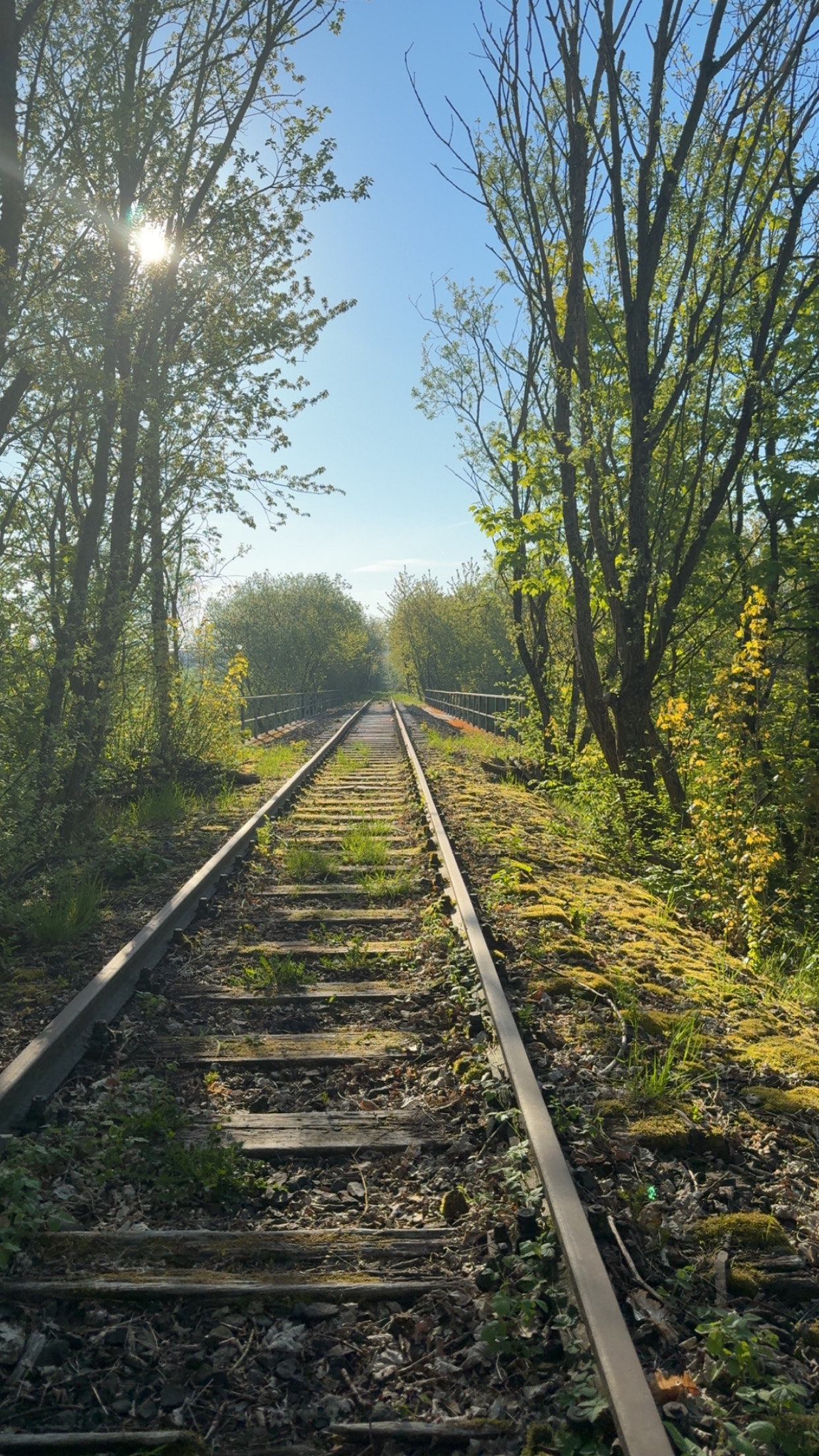 Verwachsene Bahngleise ziehen schnurgerade auf einen Fluchtpunkt zu, Morgensonne durch die Bäume, niemand unterwegs.